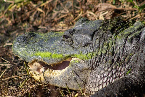 Close Jacaré Americano Alligator Mississippiensis Brazos Bend State Park Texas — Fotografia de Stock