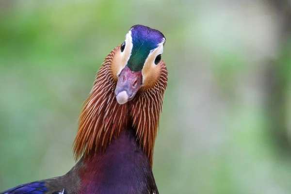Mandarin Ördeğinin Yakın Plan Görüntüsü Bulanık Arka Plan — Stok fotoğraf
