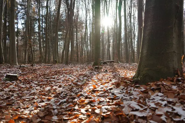 Сонячне Сяйво Осінньому Лісі Біля Штутгарта — стокове фото
