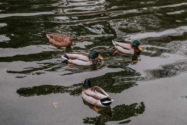 Eine Gruppe Junger Stockenten Und Eine Braune Ente Schwimmen Wasser — Stockfoto