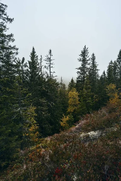 Sonbaharda Norveç Totenaasen Tepeleri Nin Svartdalstjerna Ormanı — Stok fotoğraf