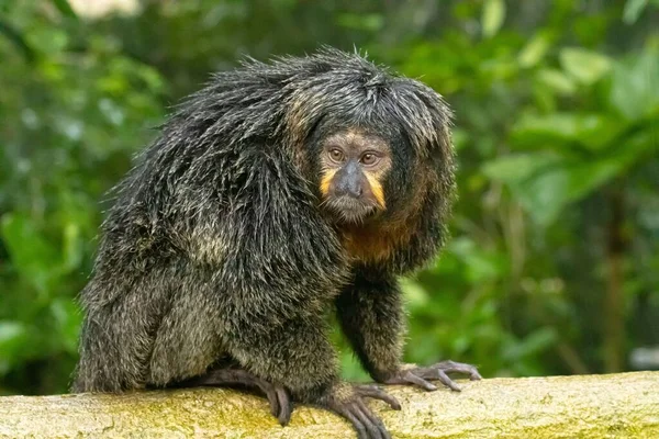 Eine Selektive Fokusaufnahme Eines Weißgesichtigen Saki Affen Zoo — Stockfoto