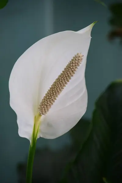 stock image A closeup shot of a white peace lily