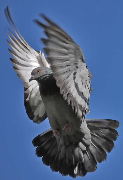 Sıradan Bir Güvercinin Dikey Yakın Çekimi Uçuş Sırasında Bir Kaya — Stok fotoğraf