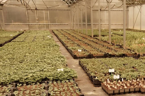 Der Blick Auf Pflanzen Die Einem Gewächshaus Wachsen Landwirtschaftliche Innenräume — Stockfoto