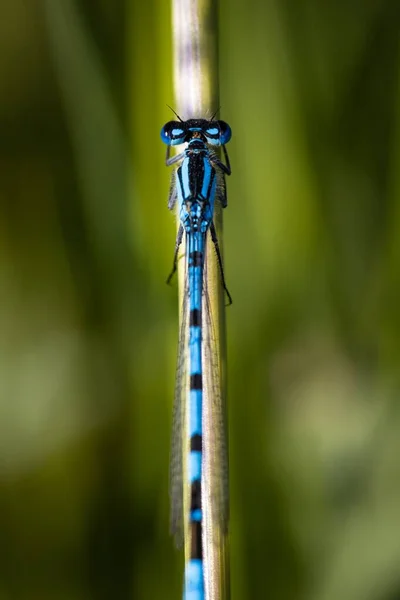 草の茎に保持する紺碧のダムセルフライ Zygopteraの垂直マクロ — ストック写真