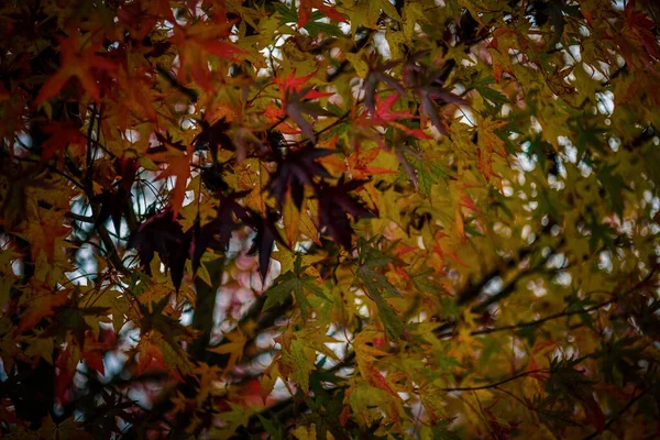 背景や壁紙として完璧な秋の木のカラフルな葉のクローズアップショット — ストック写真