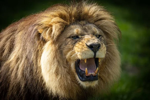 Closeup Roaring Furry Barbary Lion Captured Wilderness — Stock Photo, Image