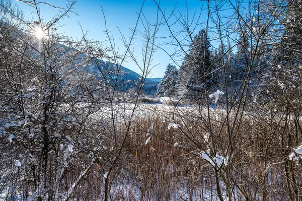 Uma Vista Paisagem Floresta Coberta Neve — Fotografia de Stock