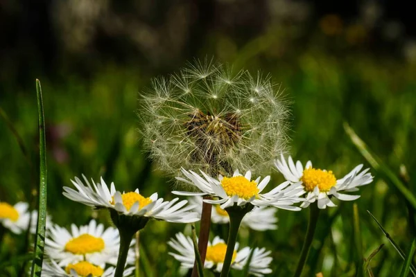 Närbild Vacker Vanlig Tusensköna Blommor Och Maskrosor Trädgård — Stockfoto