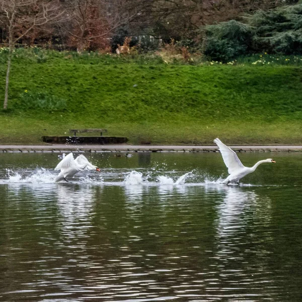 Красивый Кадр Движении Двух Белых Лебедей Плавающих Плескающихся Озере Рядом — стоковое фото