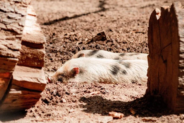 Ein Feld Mit Zwei Schweinen Die Hintergrund Einem Graben Schlafen — Stockfoto