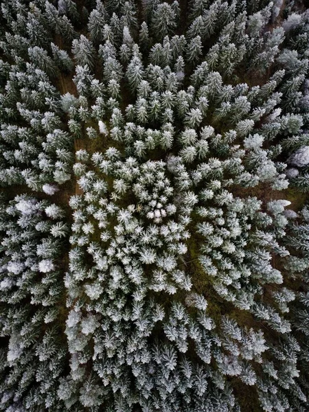 Pionowy Widok Powietrza Zimowego Lasu Wsi — Zdjęcie stockowe