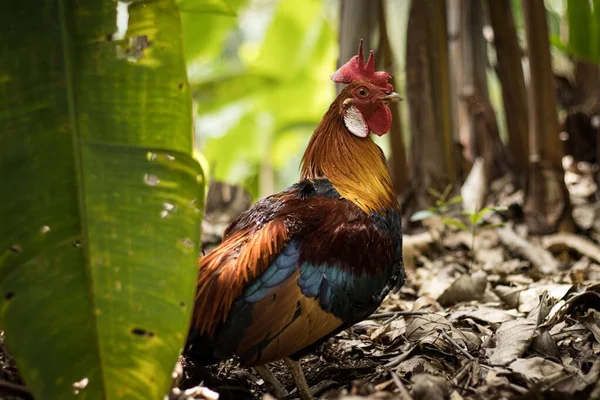 Coq Sauvage Debout Sur Les Feuilles Sèches Dans Les Bois — Photo