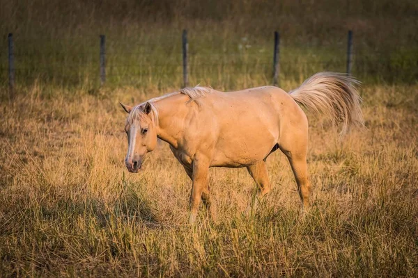 Een Bruin Paard Een Weiland — Stockfoto