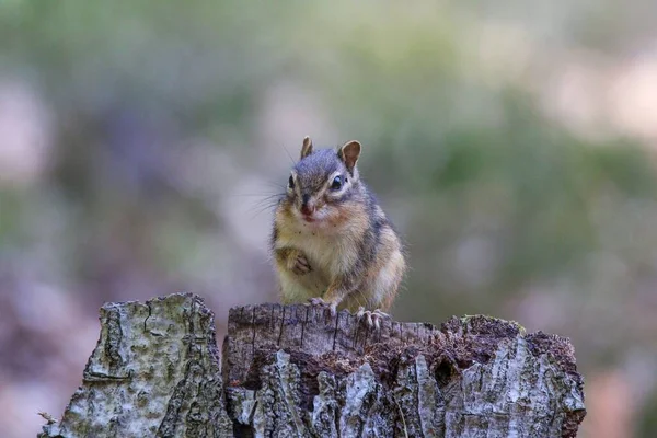 Foco Seletivo Pequeno Esquilo — Fotografia de Stock