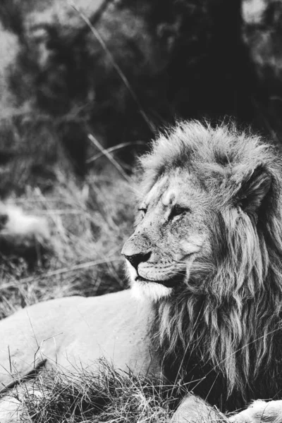 Вертикальный Снимок Льва Серой Шкале Национальном Заповеднике Масаи Мара Кении — стоковое фото