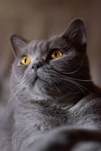 真剣な目がベッドの上に横たわっているふわふわの灰色の猫の垂直ショット — ストック写真