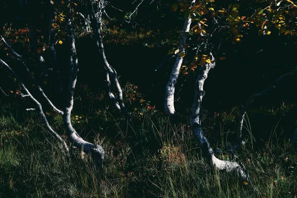 Una Hierba Verde Ramas Con Hojas Amarillas Reserva Forestal Svartdalstjerna —  Fotos de Stock