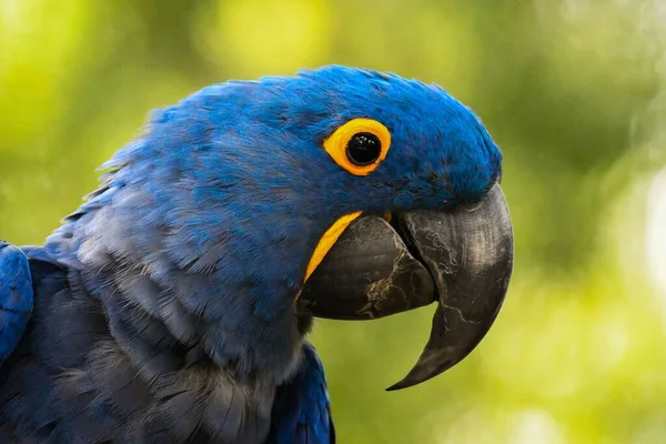Head Hyacinth Macaw Anodorhynchus Hyacinthinus — Stock Photo, Image