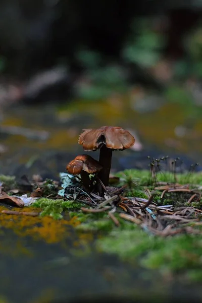 Egy Függőleges Közelkép Apró Gombákról Erdőben — Stock Fotó