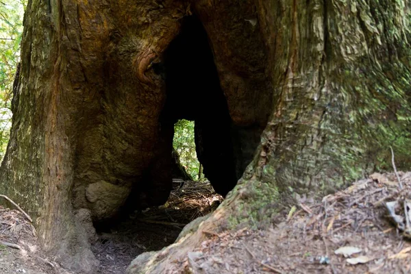 Крупный План Маленькой Пещеры Дереве Лесу Течение Дня — стоковое фото