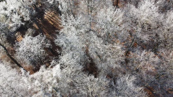 Top View Bild Skog Täckt Med Frost — Stockfoto