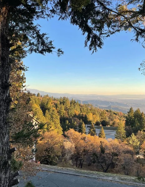 stock image A vertical shot of a beautiful forest near the mountains in California, USA