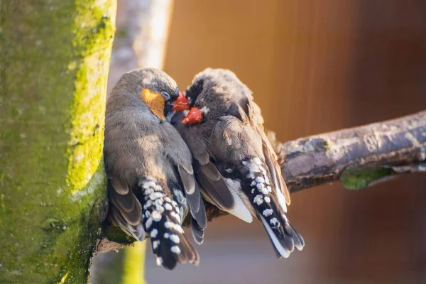 Двоє Австралійських Зебр Доглядають Птахами Які Люблять Одне Одного Гілці — стокове фото