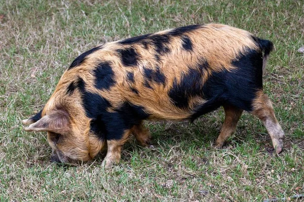 在农场里拍了一张牛津沙地和猪背的特写 — 图库照片