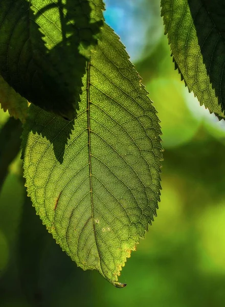 Eine Vertikale Aufnahme Von Frischem Grünem Blatt Beleuchtet Durch Sonnenlicht — Stockfoto