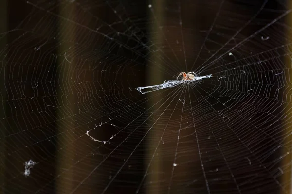 Pavouk Stodole Pavučině Rozmazaném Tmavém Pozadí — Stock fotografie