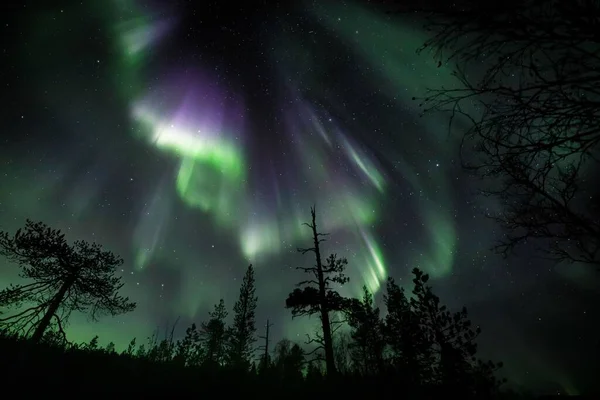 Aurora Polar Ilumina Céu Estrelado Atrás Silhuetas Árvores Floresta Lapônia — Fotografia de Stock