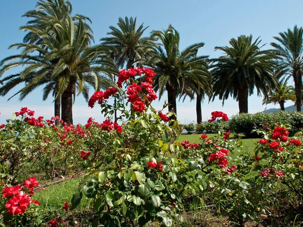 Красивый Пейзаж Зеленых Растений Пальм Красных Цветов Цветущих Солнечном Саду — стоковое фото