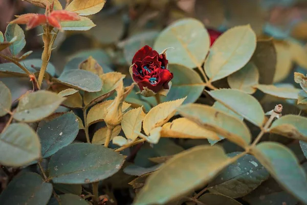 Νερό Πέφτει Ένα Κόκκινο Ανερχόμενο Τριαντάφυλλο Πράσινα Φύλλα — Φωτογραφία Αρχείου