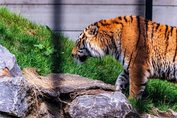 Крупный План Сибирского Тигра Зоопарке Солнечным Светом Размытым Фоном — стоковое фото