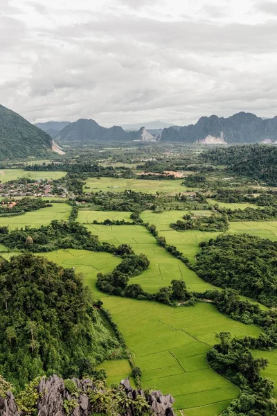 Eine Vertikale Luftaufnahme Von Reisfeldern Und Bäumen Einer Ländlichen Gegend — Stockfoto