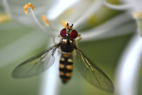 Melangyna Labiatarum Çiçeğin Üzerinde Uçan Makro Görüntüsü — Stok fotoğraf