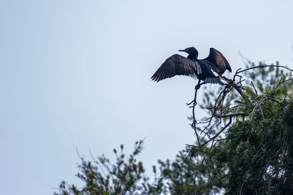 Der Kormoran Phalacrocorax Fuscicollis Thront Auf Einem Baum — Stockfoto