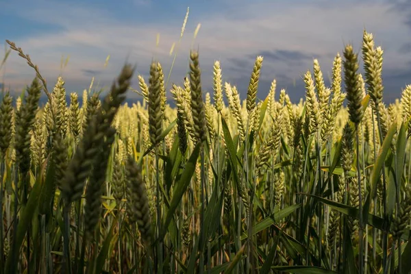 农业领域的普通小麦 — 图库照片