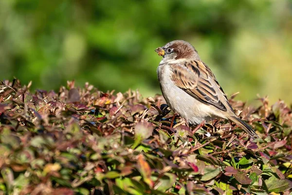 ブッシュの上に座ってかわいい小さな雀の鳥のクローズアップショット — ストック写真