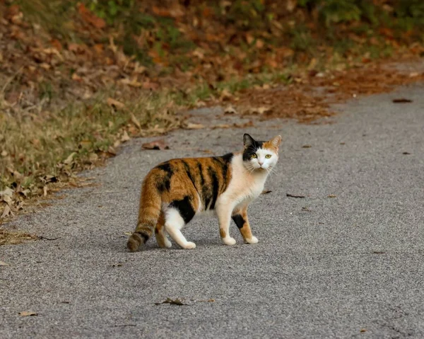 Słodki Kot Kalico Trójkolorowym Płaszczem Patrzący Kamerę Świetle Dnia — Zdjęcie stockowe