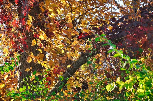 Den Färgglada Höst Träd Grenar — Stockfoto