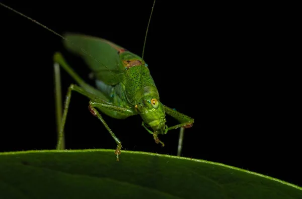 Detailní Záběr Zelených Kobylek Usazených Zeleném Listu — Stock fotografie