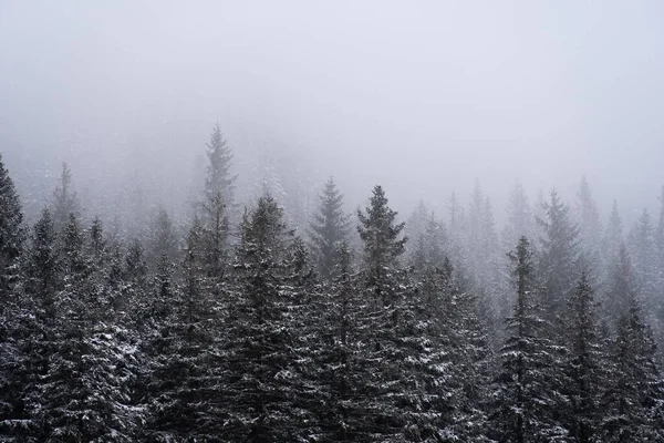 Táj Kilátás Havas Fenyőerdők Egy Ködös Napon — Stock Fotó