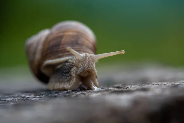 배경에 달팽이의 선택적 초점인 매크로 민달팽이 — 스톡 사진