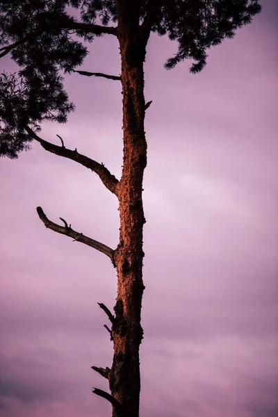 Büyüleyici Pembe Bulutlu Gökyüzüne Karşı Dar Bir Ağacın Dikey Görüntüsü — Stok fotoğraf