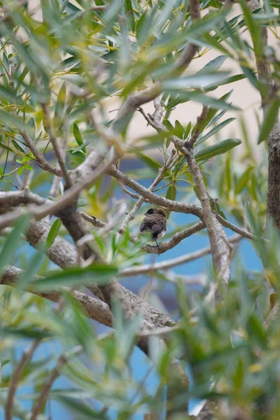 オリーブの葉に覆われたジャワ ムニアの選択的な焦点 — ストック写真