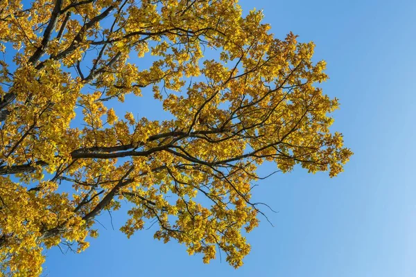 青い空に黄金の葉を持つ美しい秋の木の閉鎖 — ストック写真