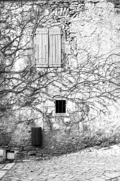Ένα Γκρι Πλάνο Ενός Παλιού Τοίχου Ένα Δέντρο Σκαρφαλώνει Στο — Φωτογραφία Αρχείου